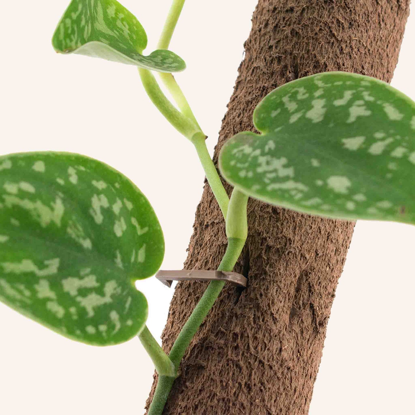 Biopohjainen kiipeilytanko (5 kpl, sisältäen 15 klipsiä & liitintä)