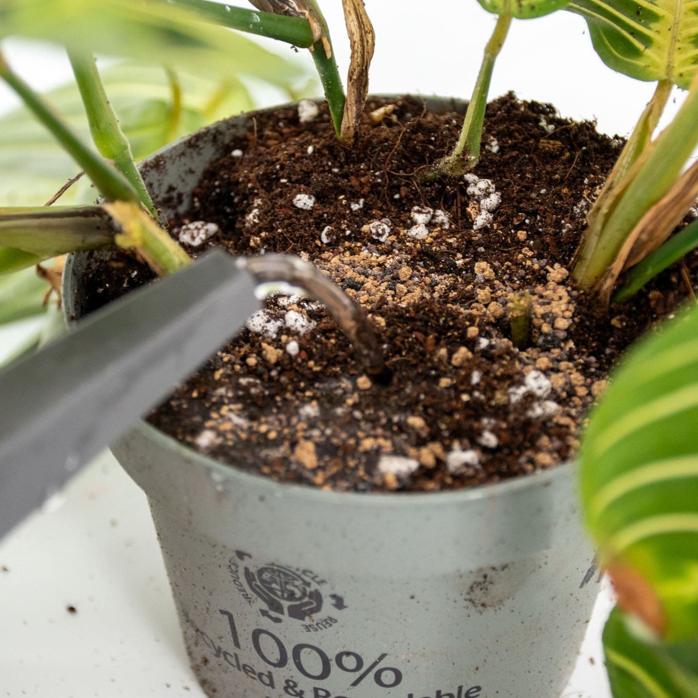 Orkideoiden BIO Hitaasti Vapautuva Ravinne