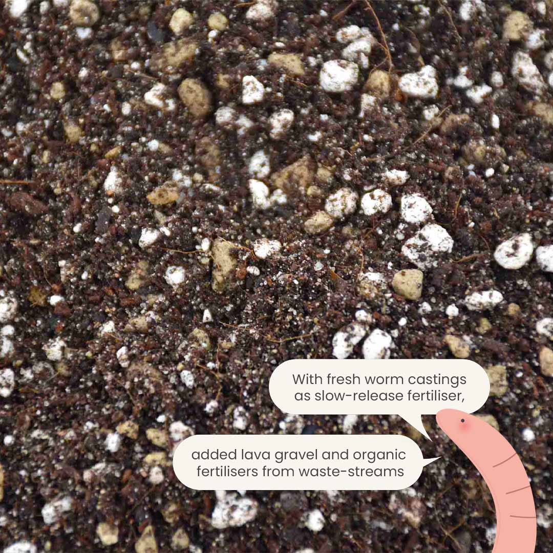 Kaktukset & Mehikasvitmulta