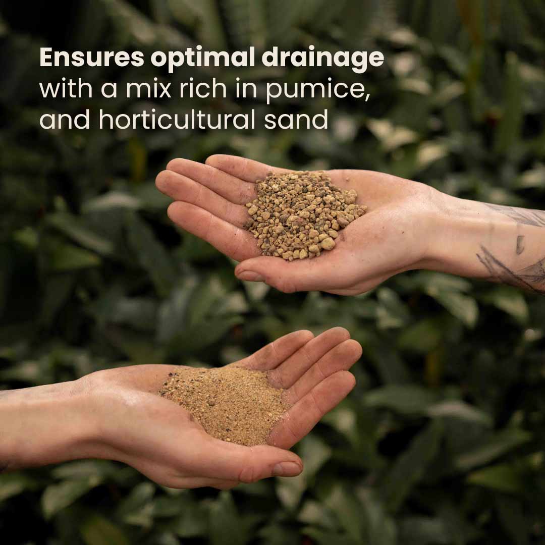 Kaktukset & Mehikasvitmulta