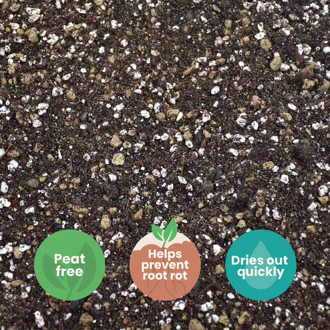 Kaktukset & Mehikasvitmulta