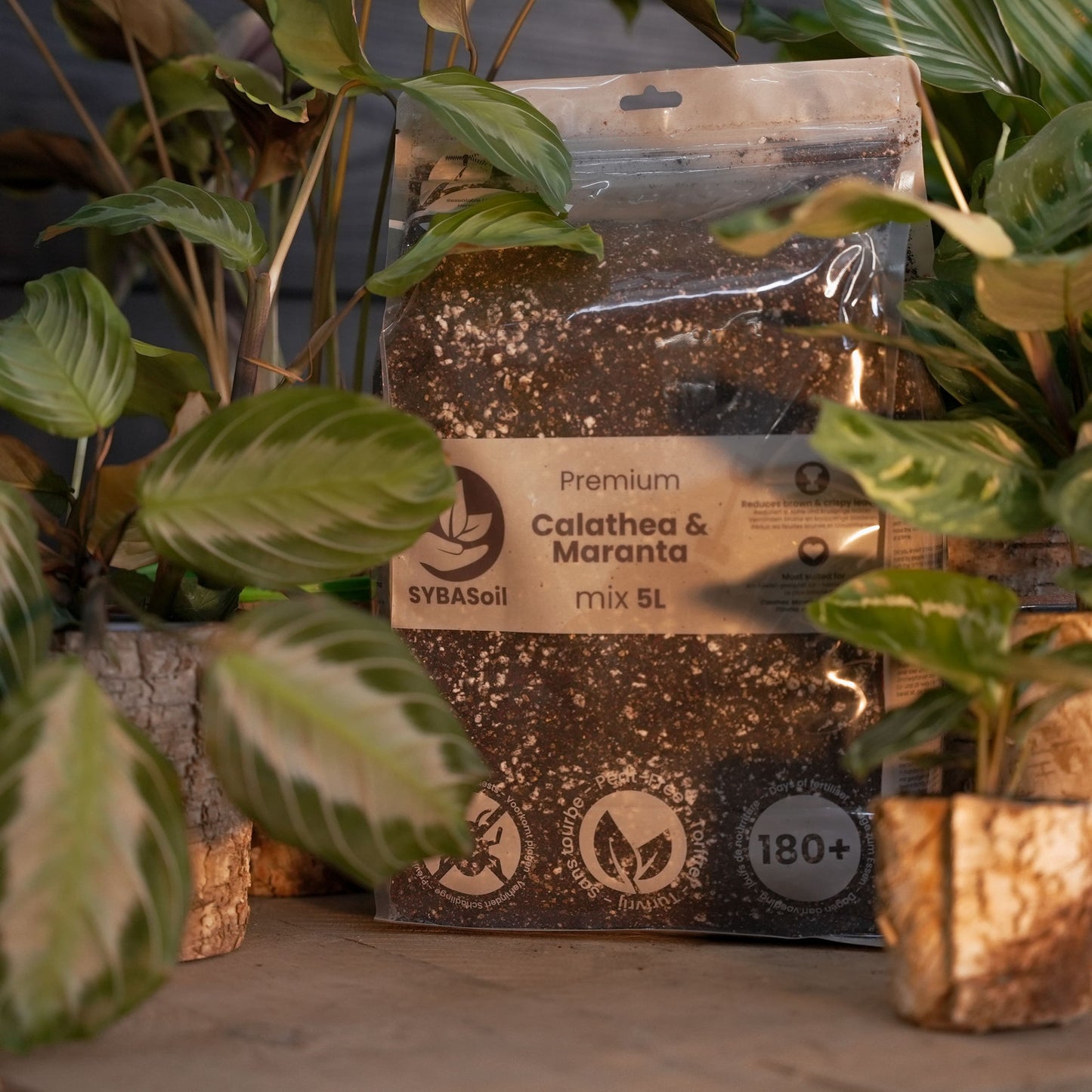 Calathea & Maranta-multa