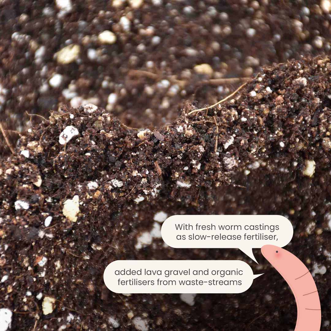 Calathea & Maranta-multa