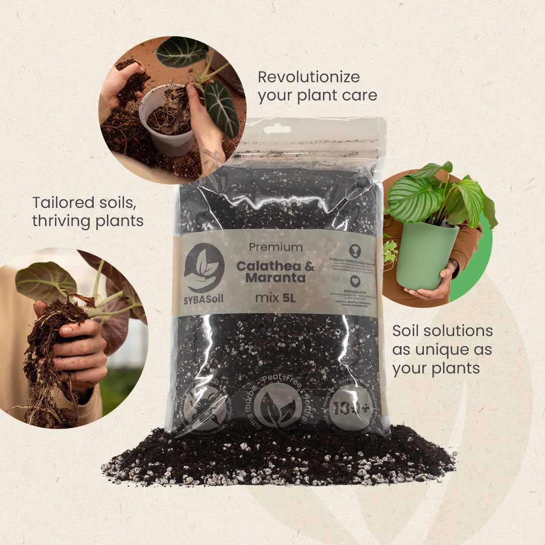 Calathea & Maranta-multa