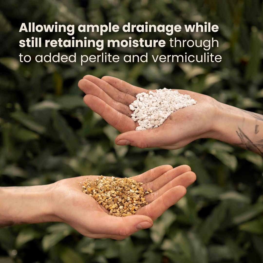 Calathea & Maranta-multa