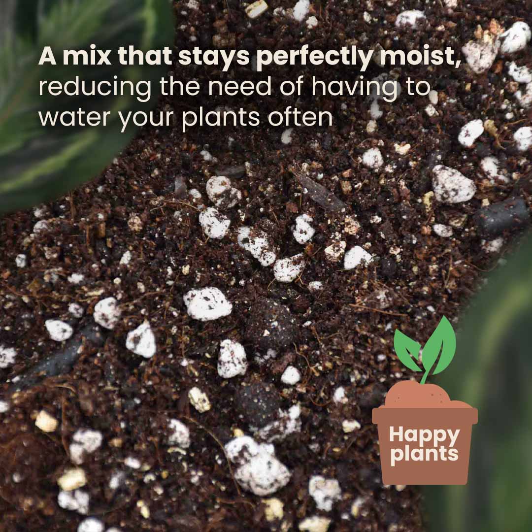 Calathea & Maranta-multa