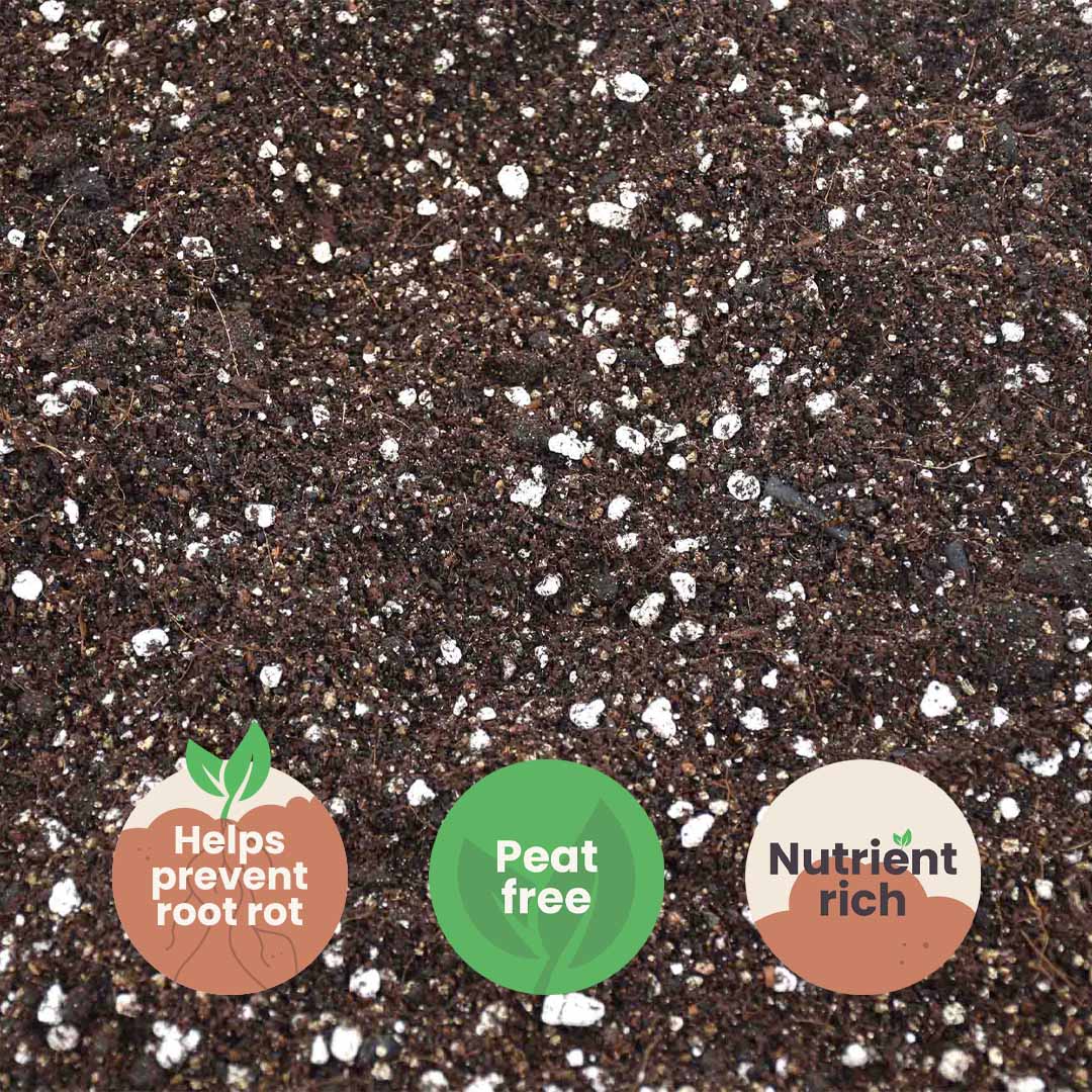 Calathea & Maranta-multa