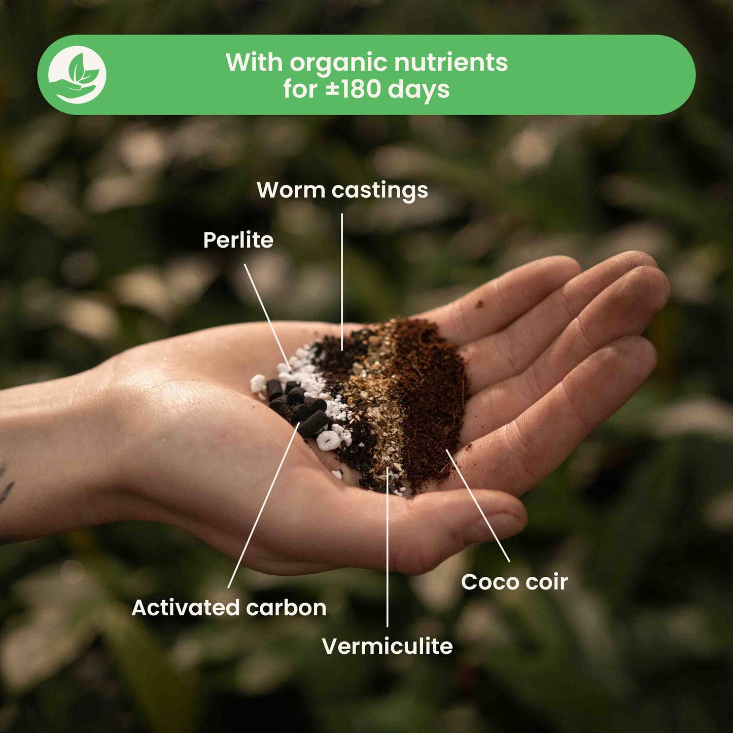 Calathea & Maranta-multa