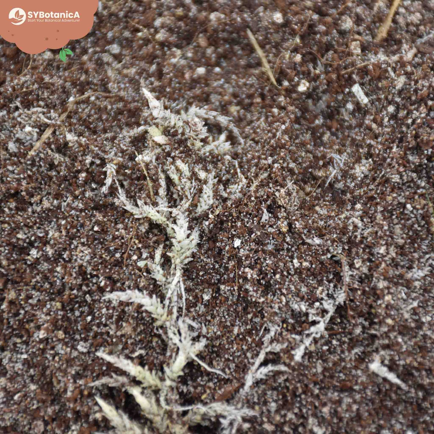 Lihansyöjäkasvitmulta