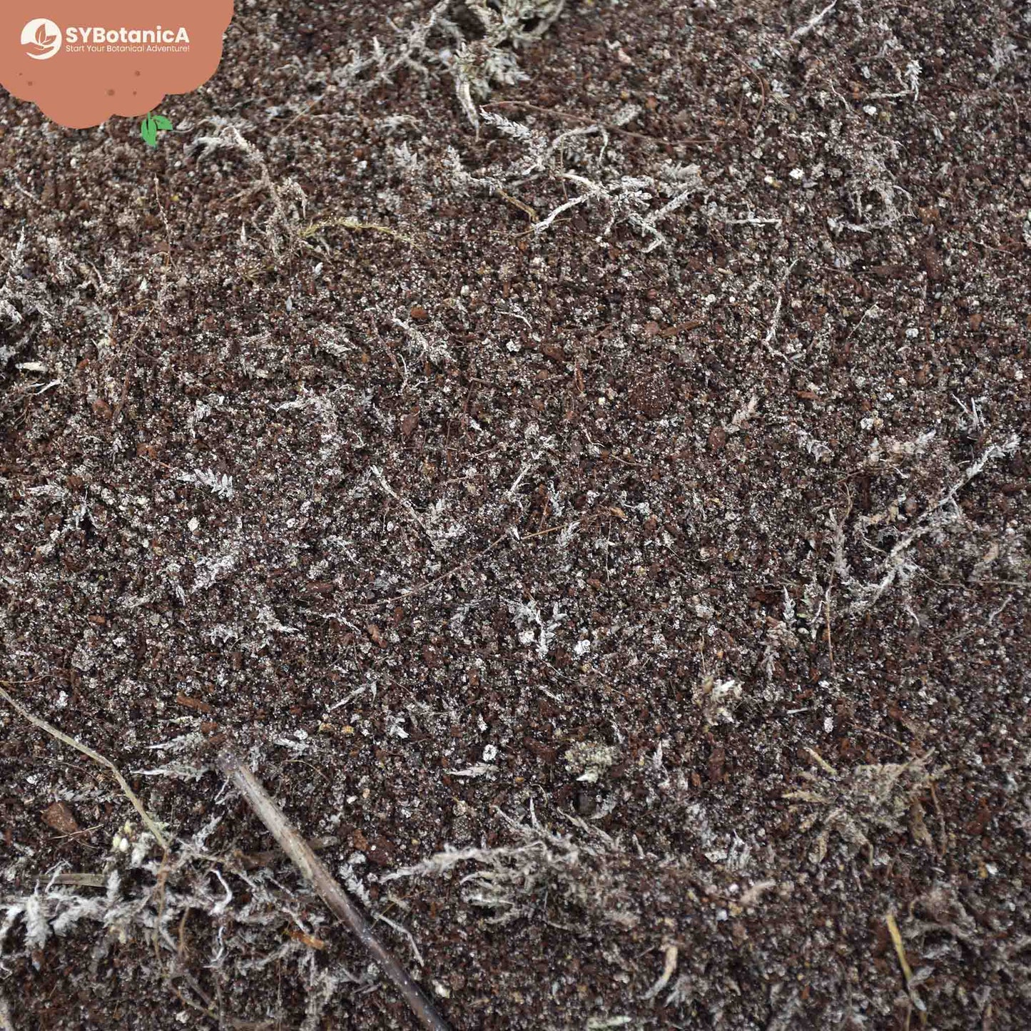 Lihansyöjäkasvitmulta