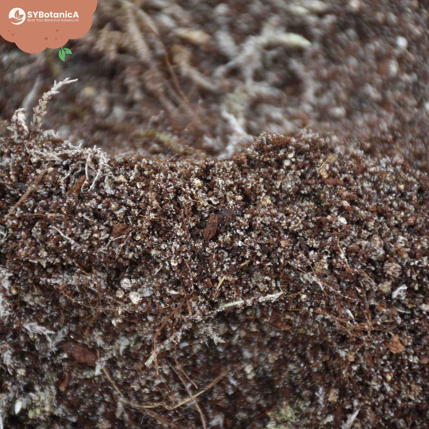 Lihansyöjäkasvitmulta