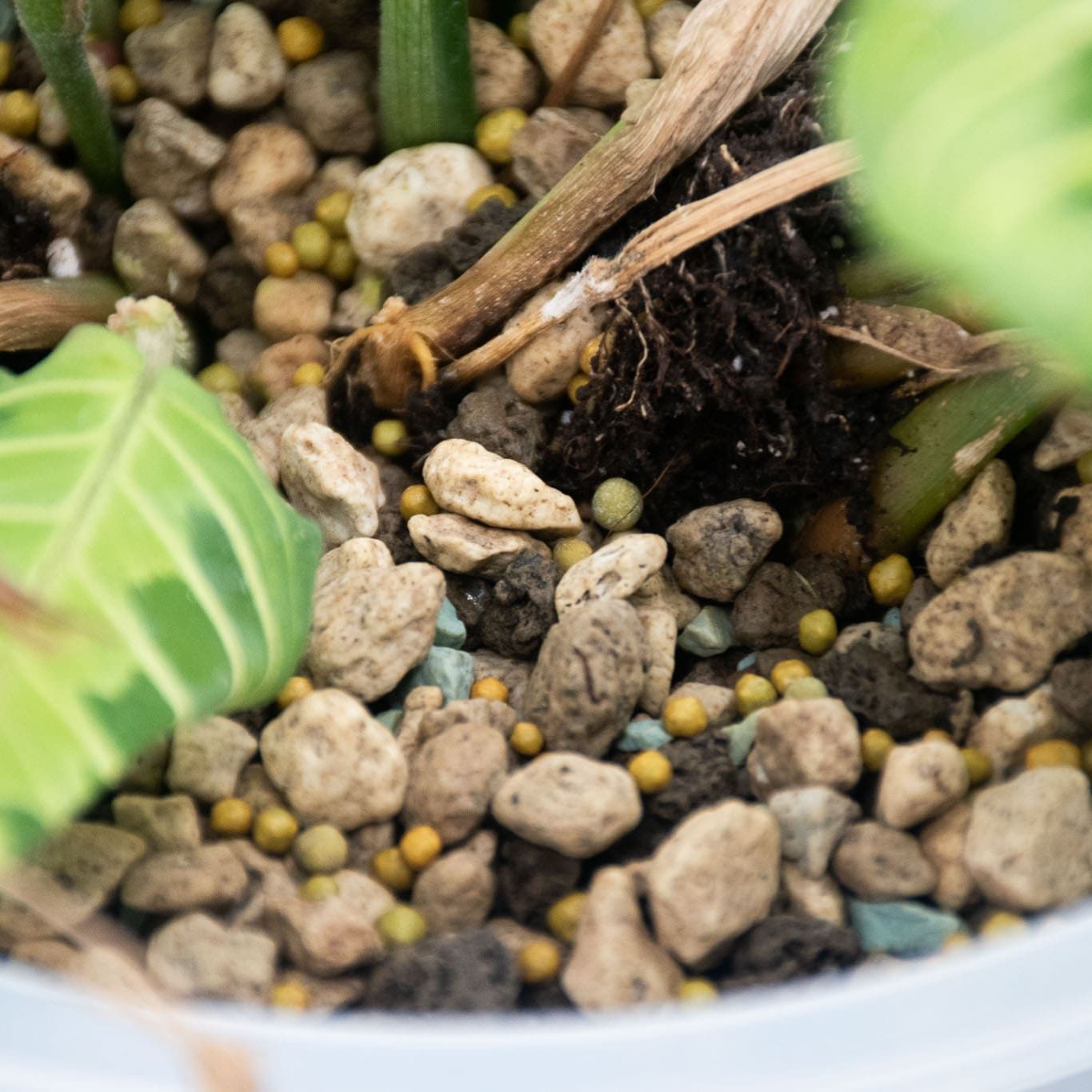 Orkideoiden Hitaasti Vapautuva Ravinne