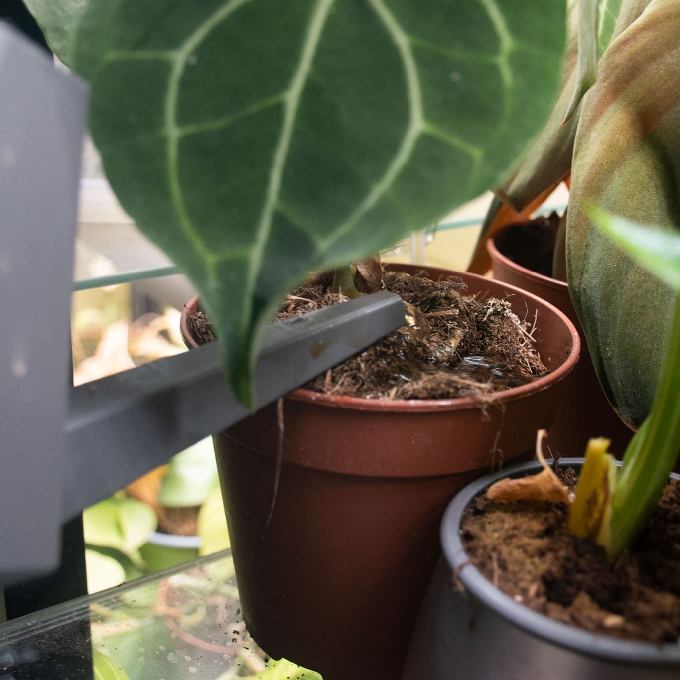 Orchid BIO Liquid Plant Food