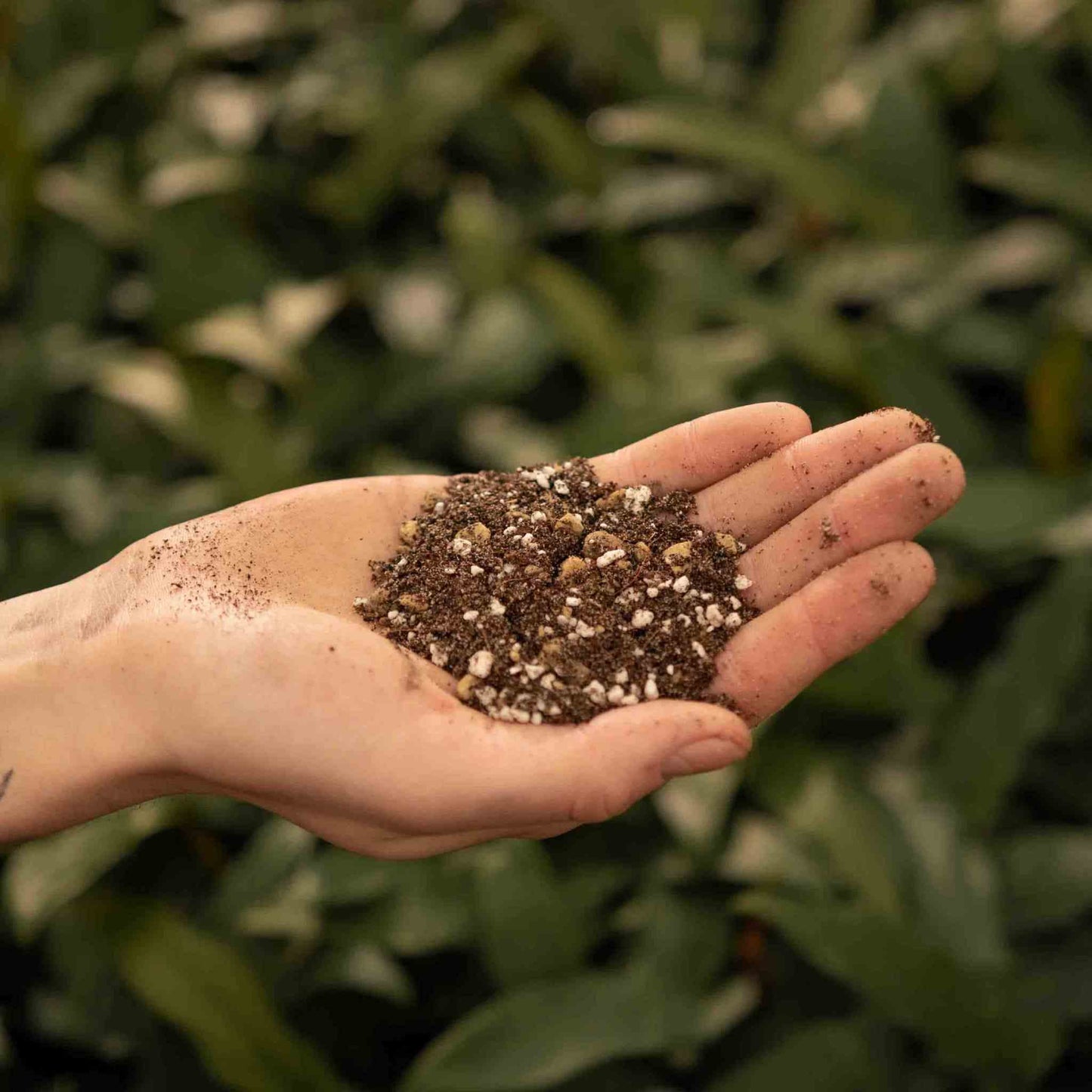 Kaktukset & Mehikasvitmulta