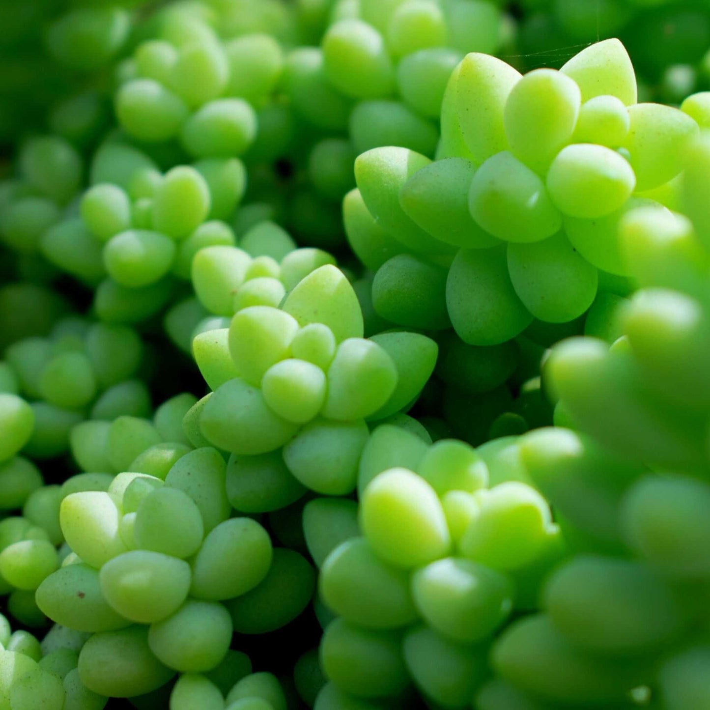 Kaktukset & Mehikasvitmulta