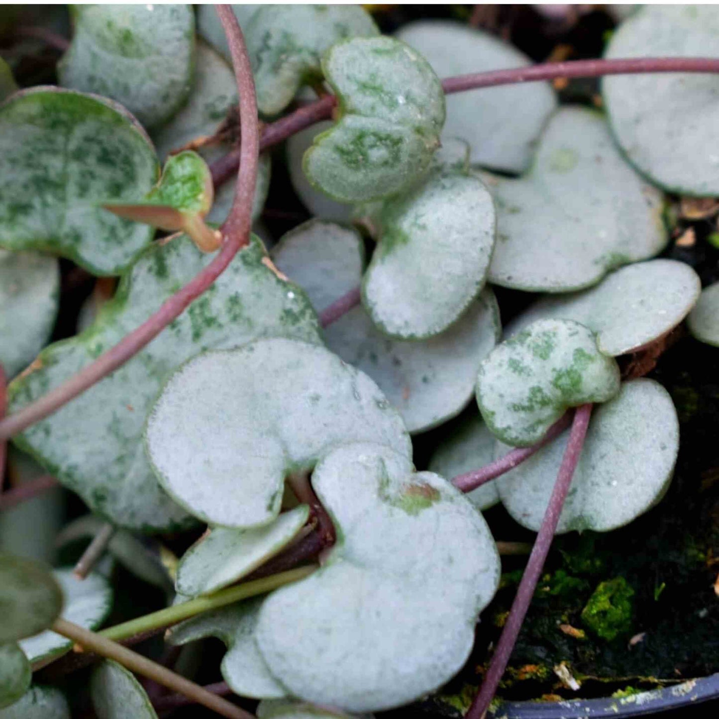 Kaktukset & Mehikasvitmulta