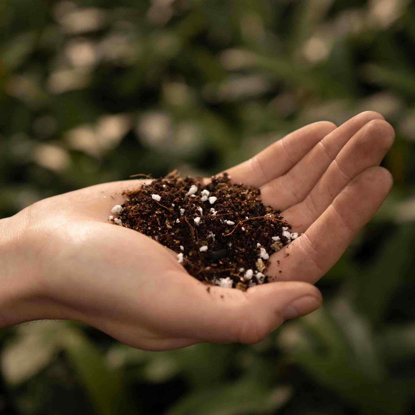 Calathea & Maranta-multa