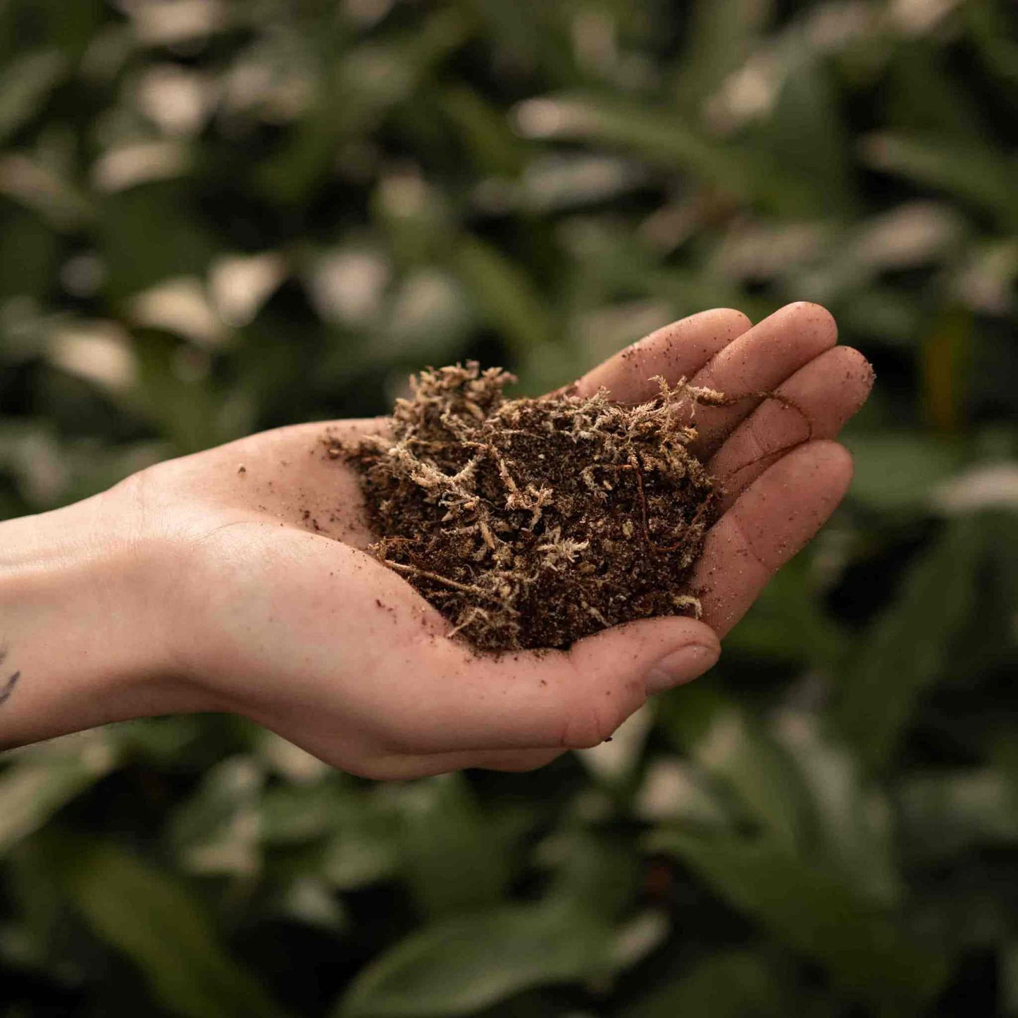 Lihansyöjäkasvitmulta