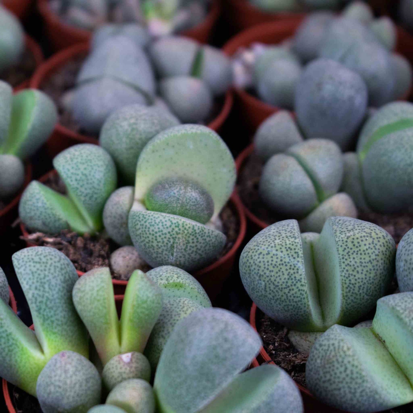 Lithops-Multa