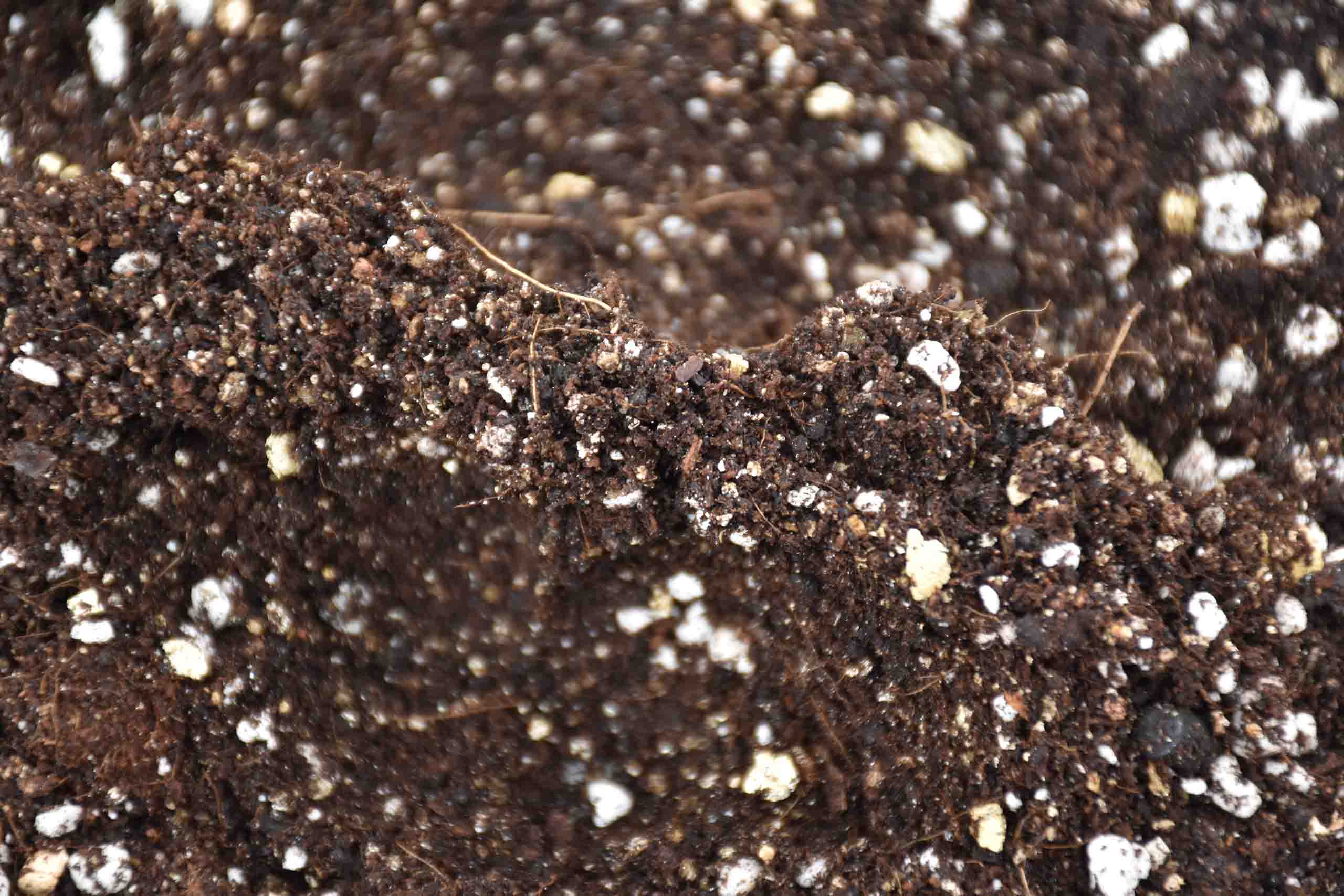houseplant soil