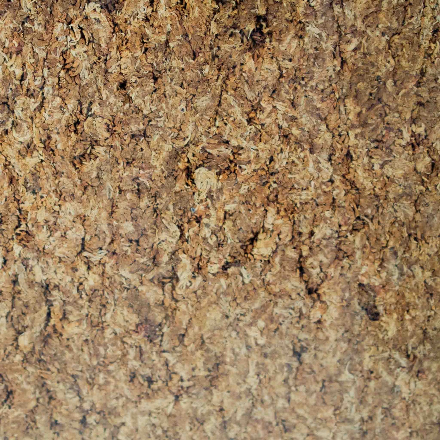 Pressed Rahkasammal (Argentiinalainen)