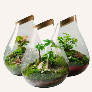 Three terrariums next to each other